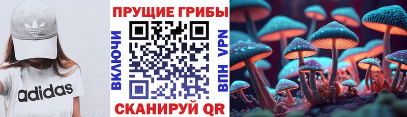 Галлюциногенные грибы Cubensis  маркетплейс официальный сайт  Гдов 