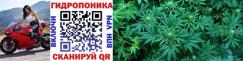 Шишки марихуана сатива  Гдов 